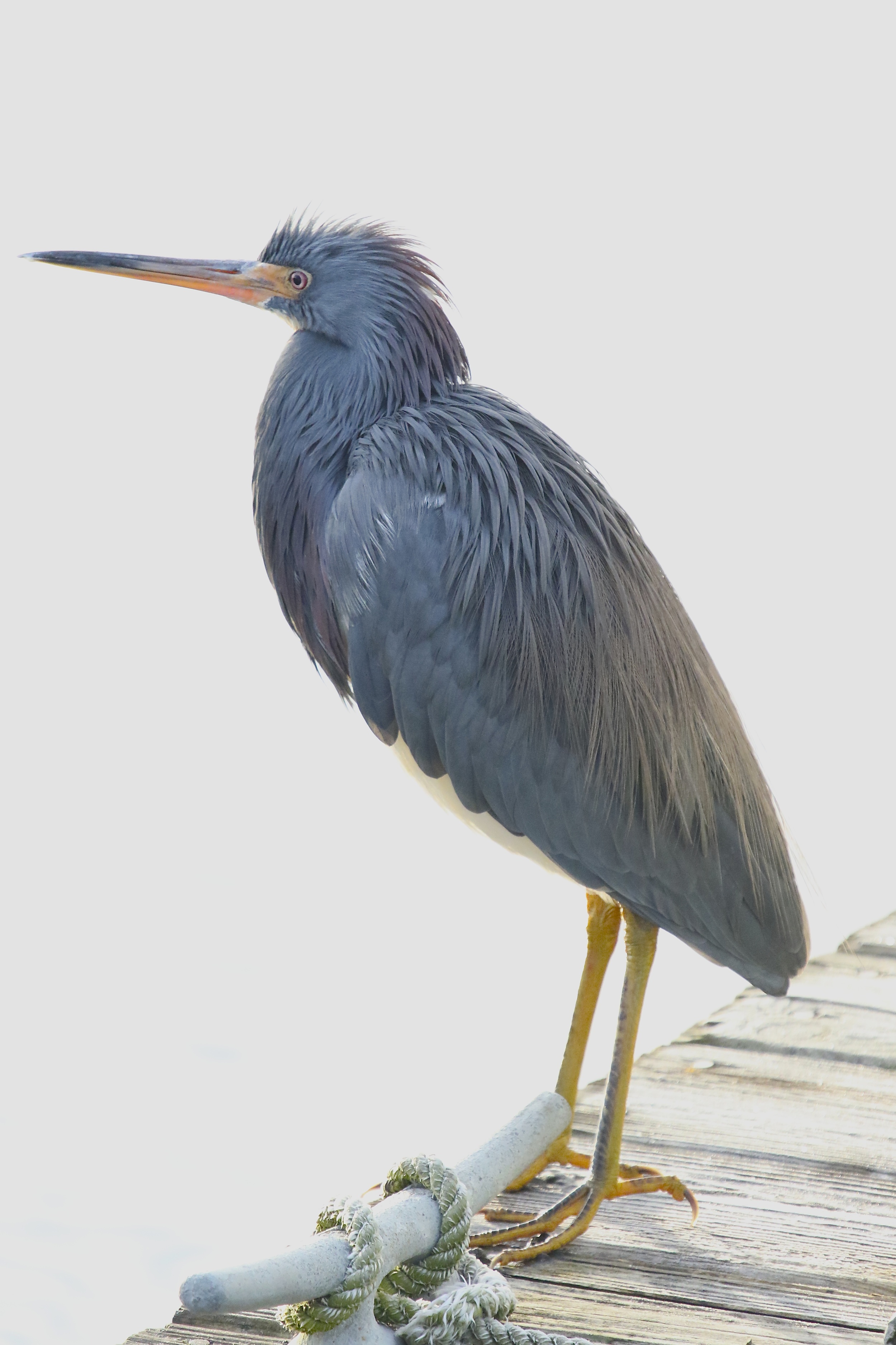 I can't feel my toes…better get back on the perch to see if I can see him coming..