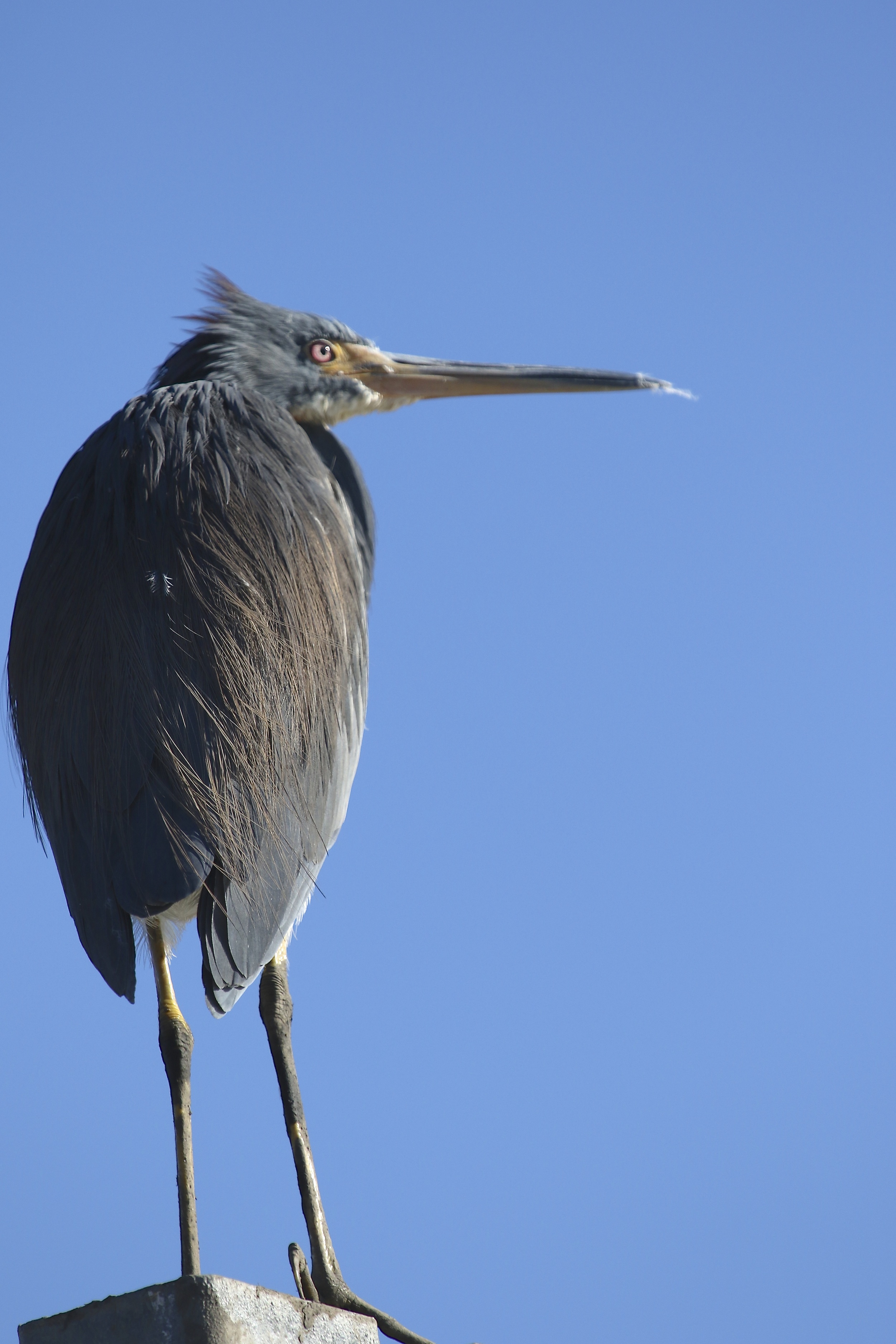 The cold wind blows through the birds feathers..the sun begins to rise..