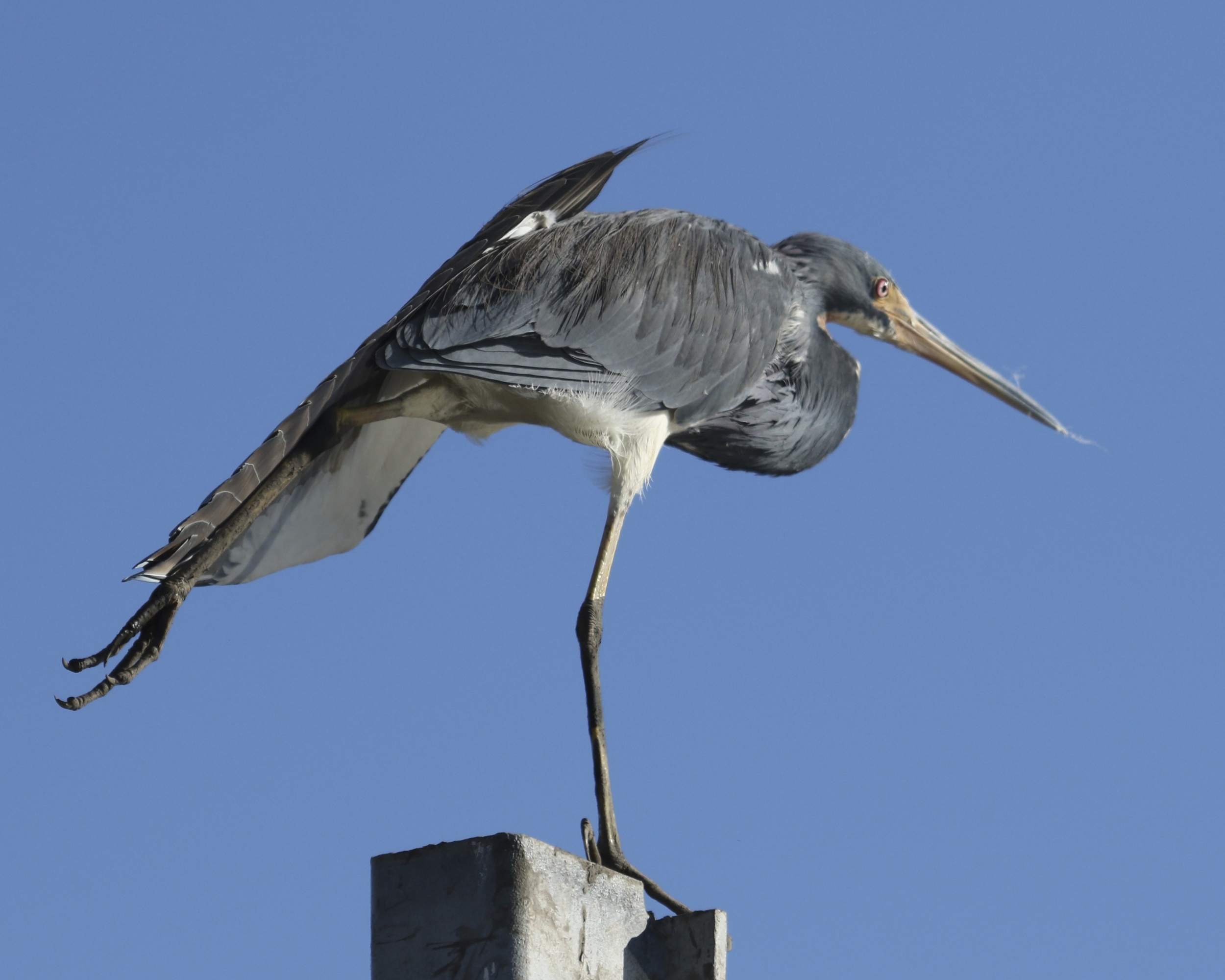 Ohhh that feels better,,,,the heron stretches its left leg and wing..