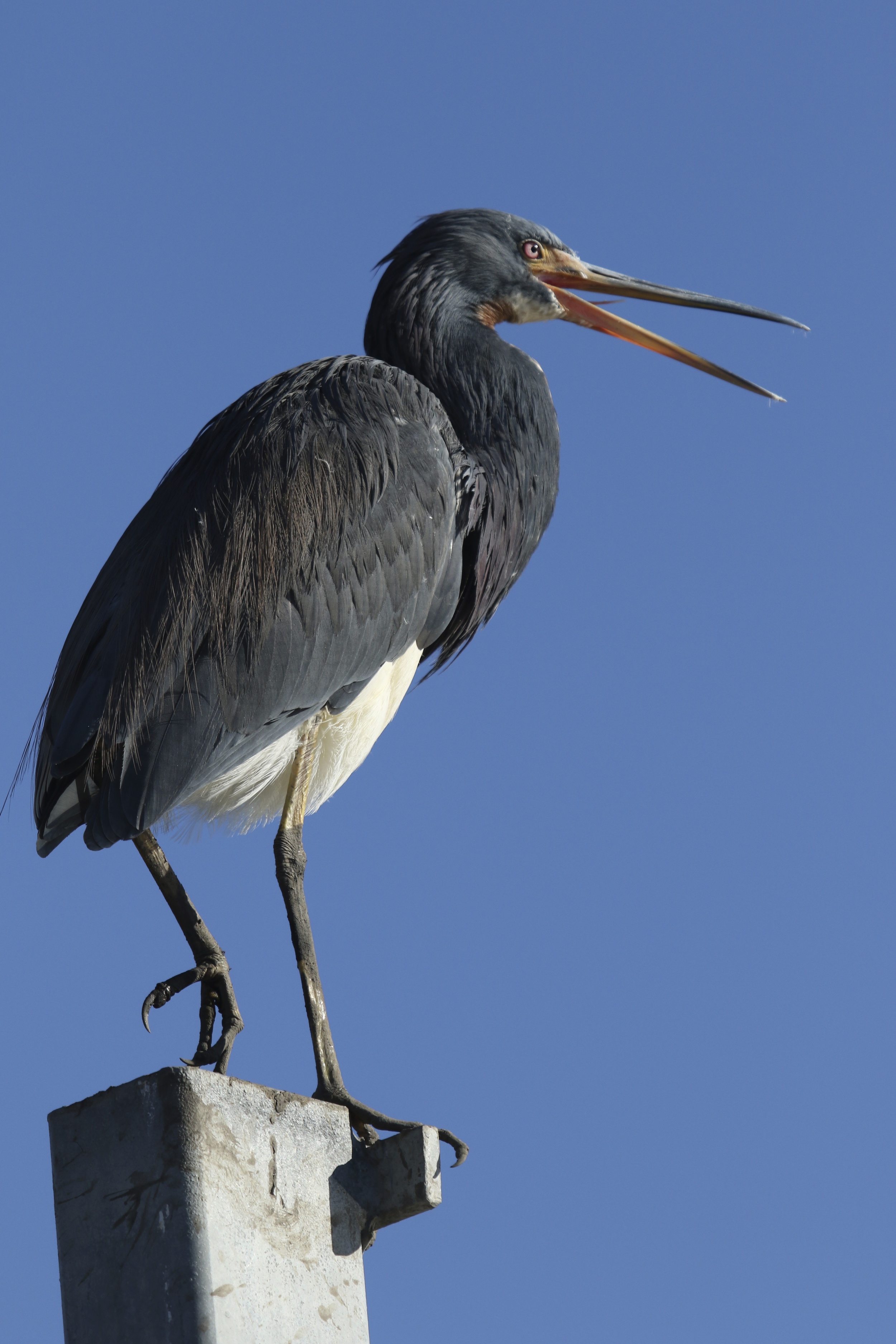He has to be coming soon..I will wait near the dock. Perhaps I will catch him there..