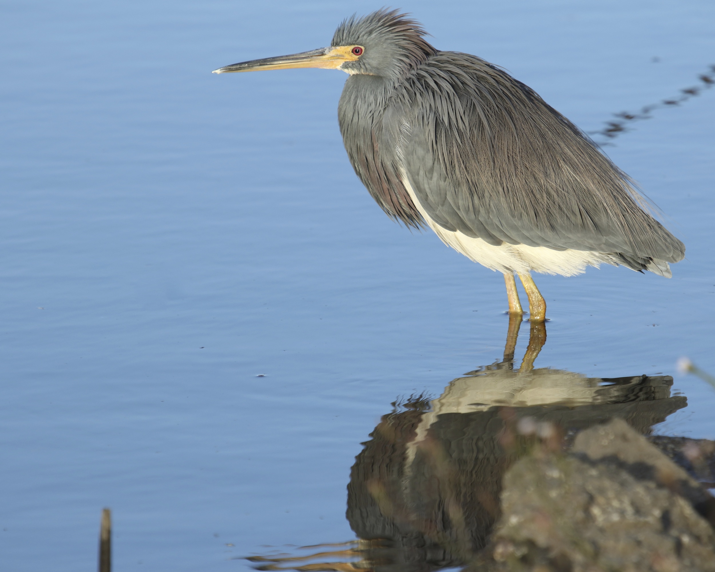 Maybe I will catch him coming up the dock..brrr..water sure is cold..