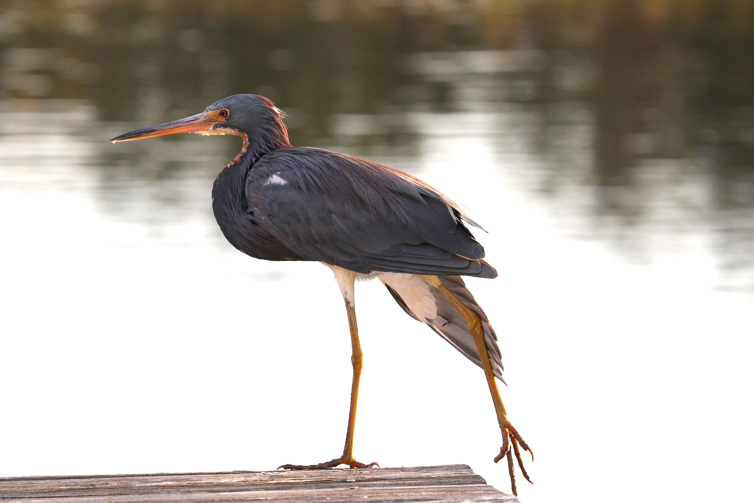 Maybe he is on the other dock…oohhhh that feels good..