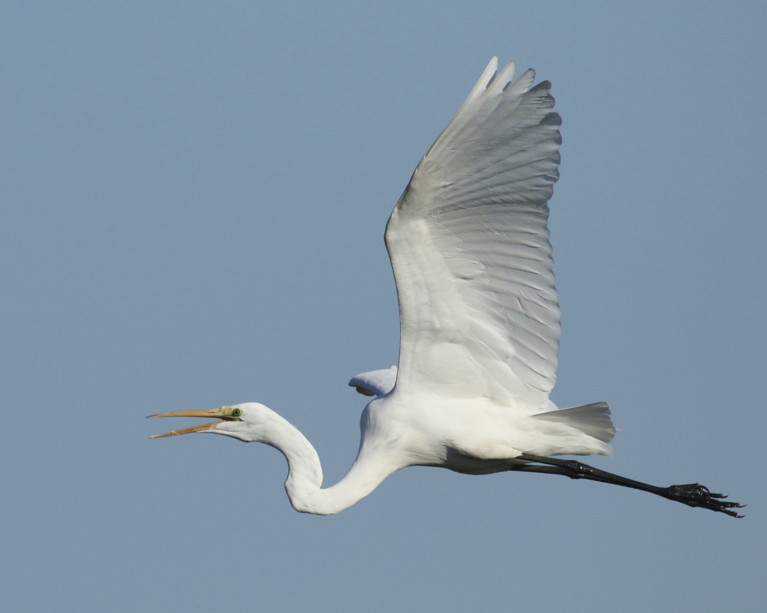 The sky is filled with wings of white…He is coming..He is coming shouts the Great Egret..