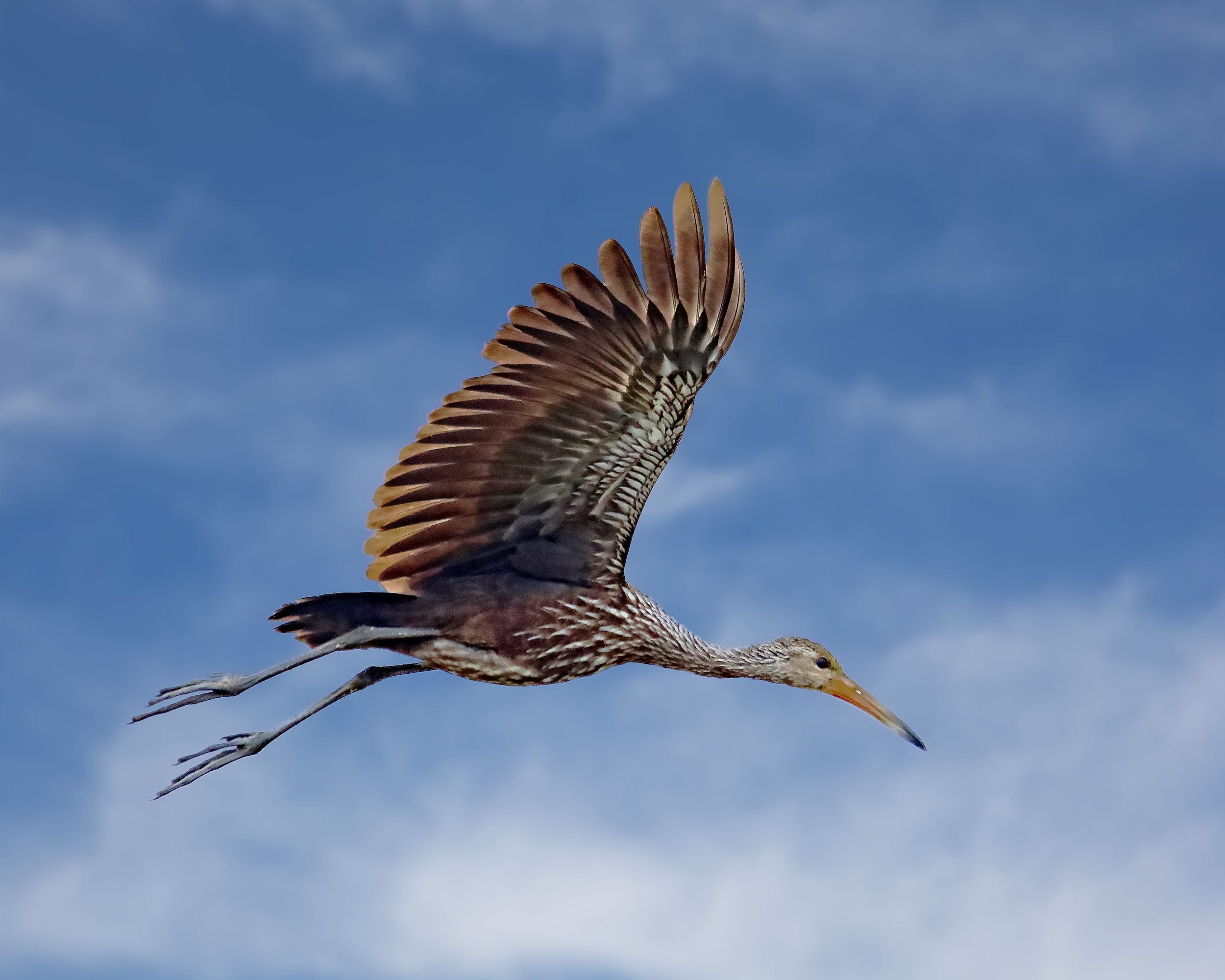 Limpkin in flight..