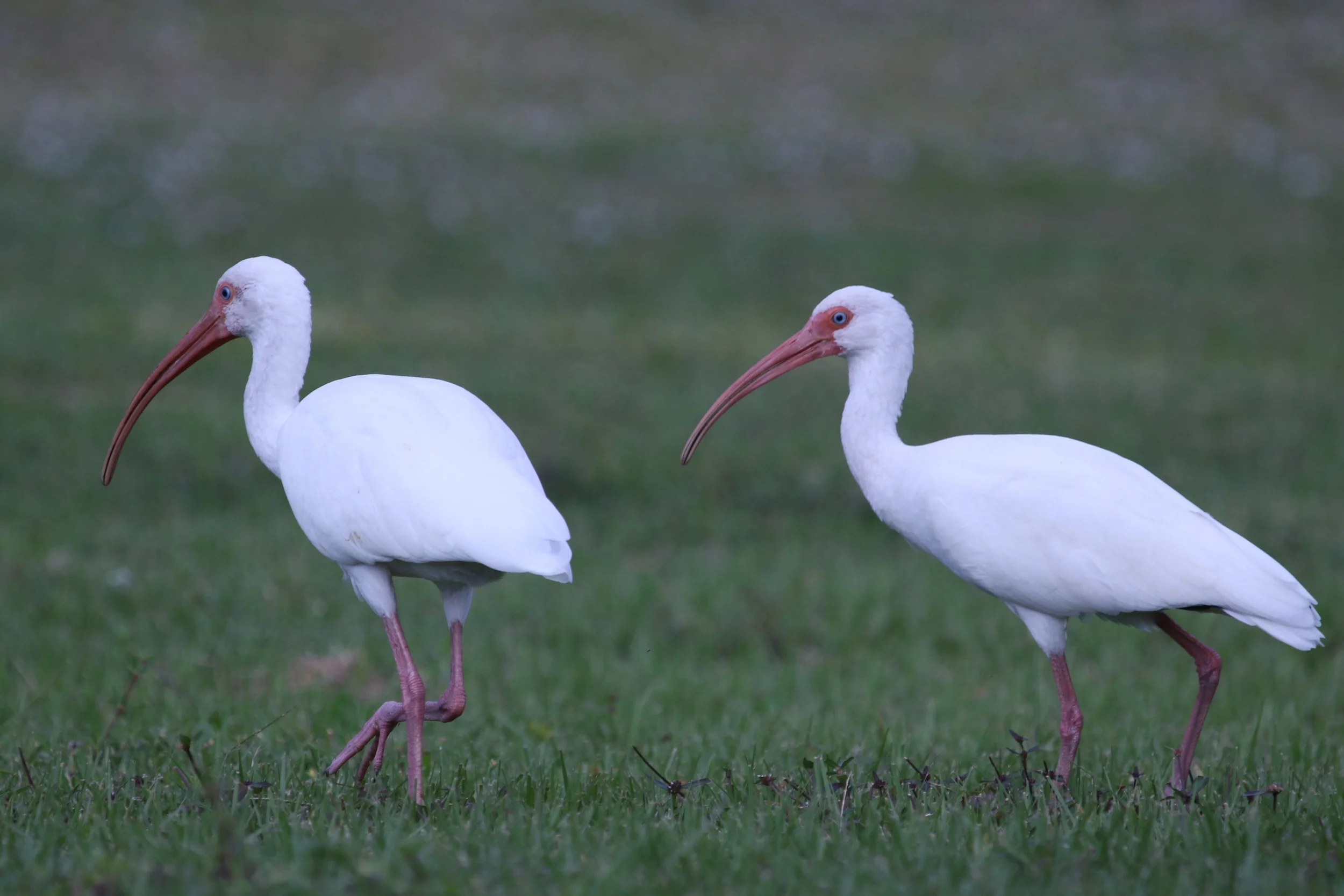 Numerous White Ibis stroll the grass fields around the rookery.