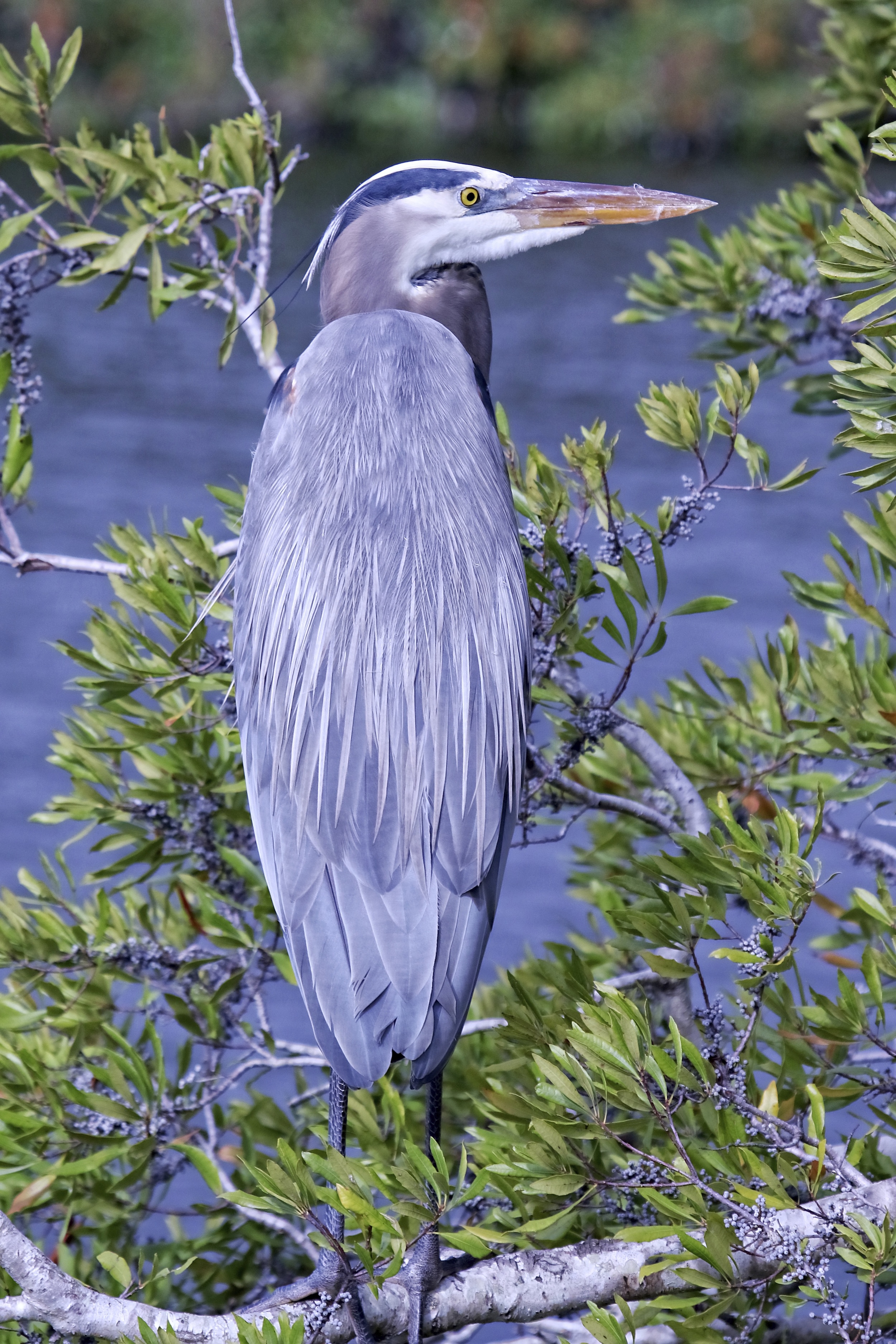 This Great Blue Heron looks a lot like Santa..