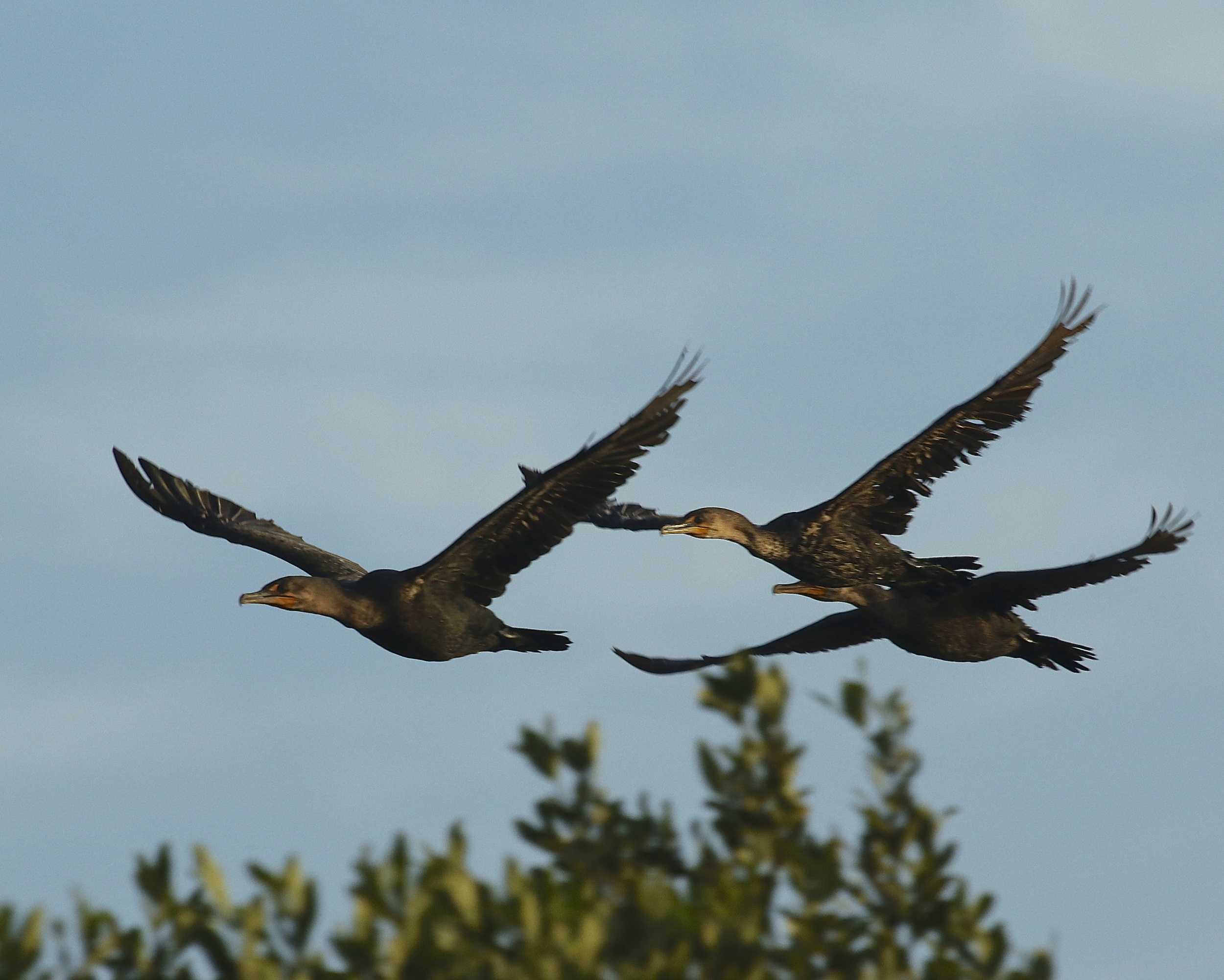 Cormorants fly by as we enter Ding Darling National Wildlife Refuge on Sanibel Island