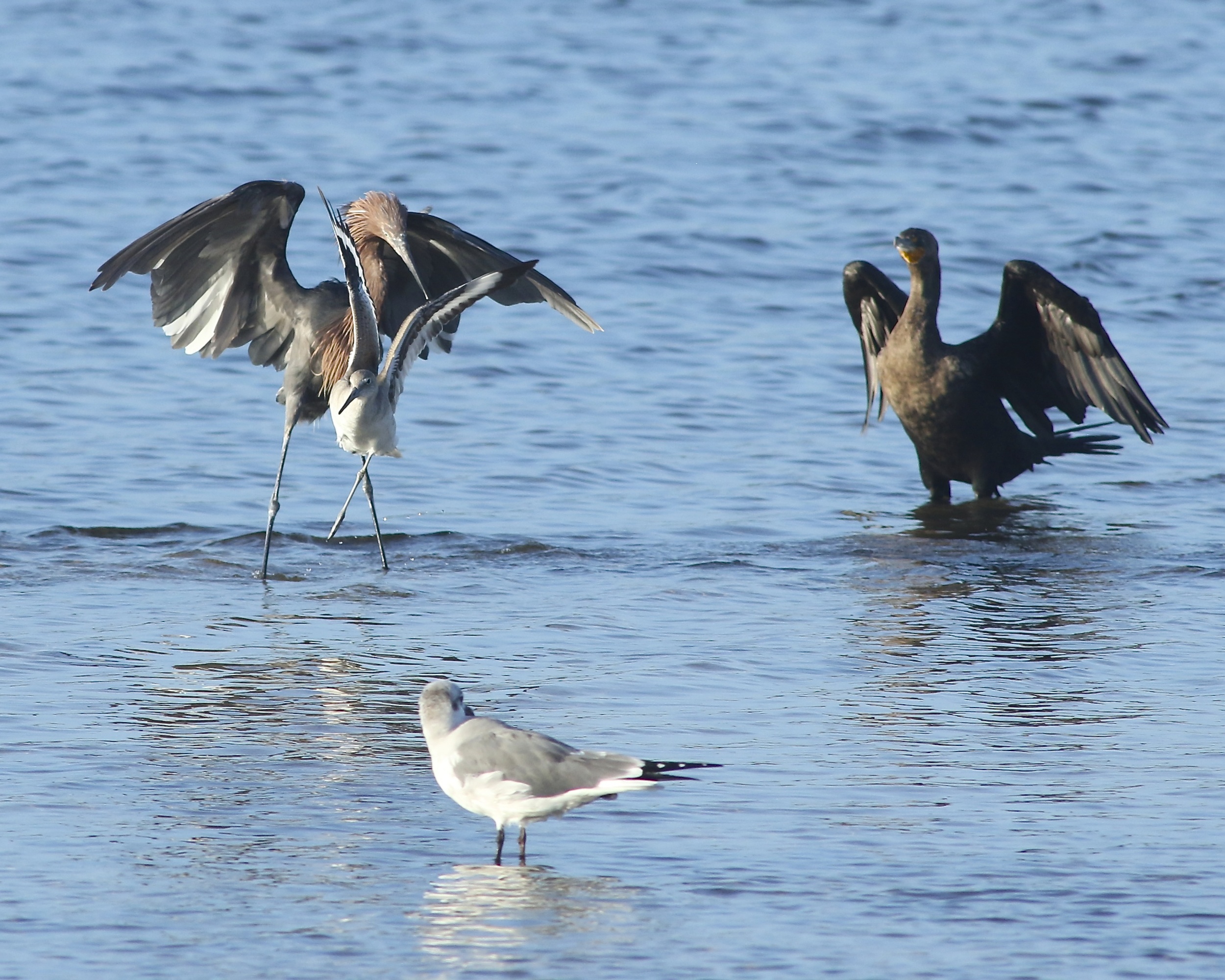 A Reddish Egret equipped with a radio tracking device dances in the low tide looking for minnows among the other marsh birds.