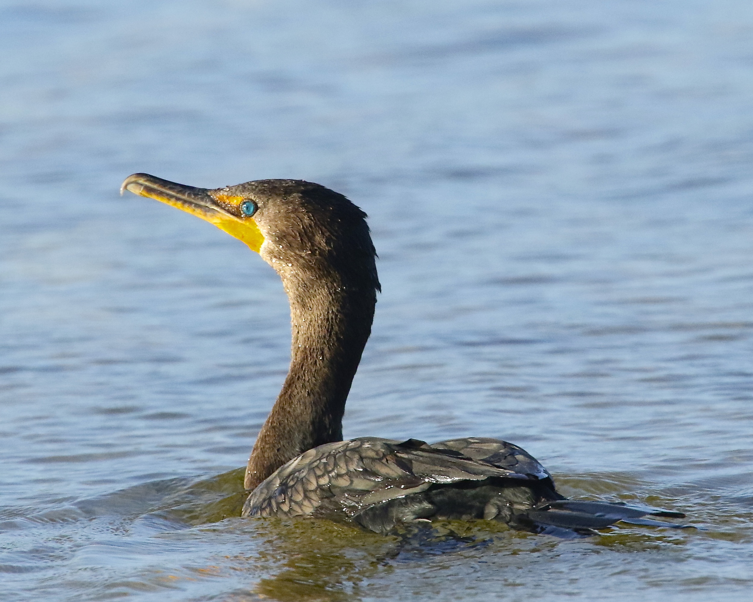 The blue green eyes of the cormorant sparkle in the morning light.
