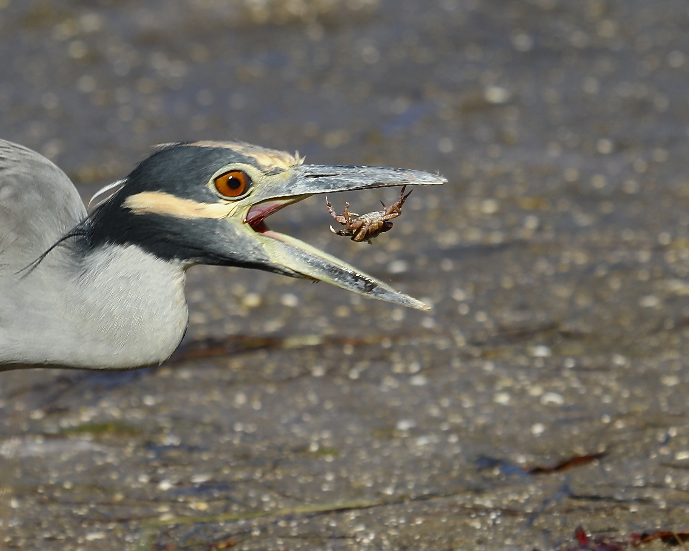 It's fresh crab for breakfast..