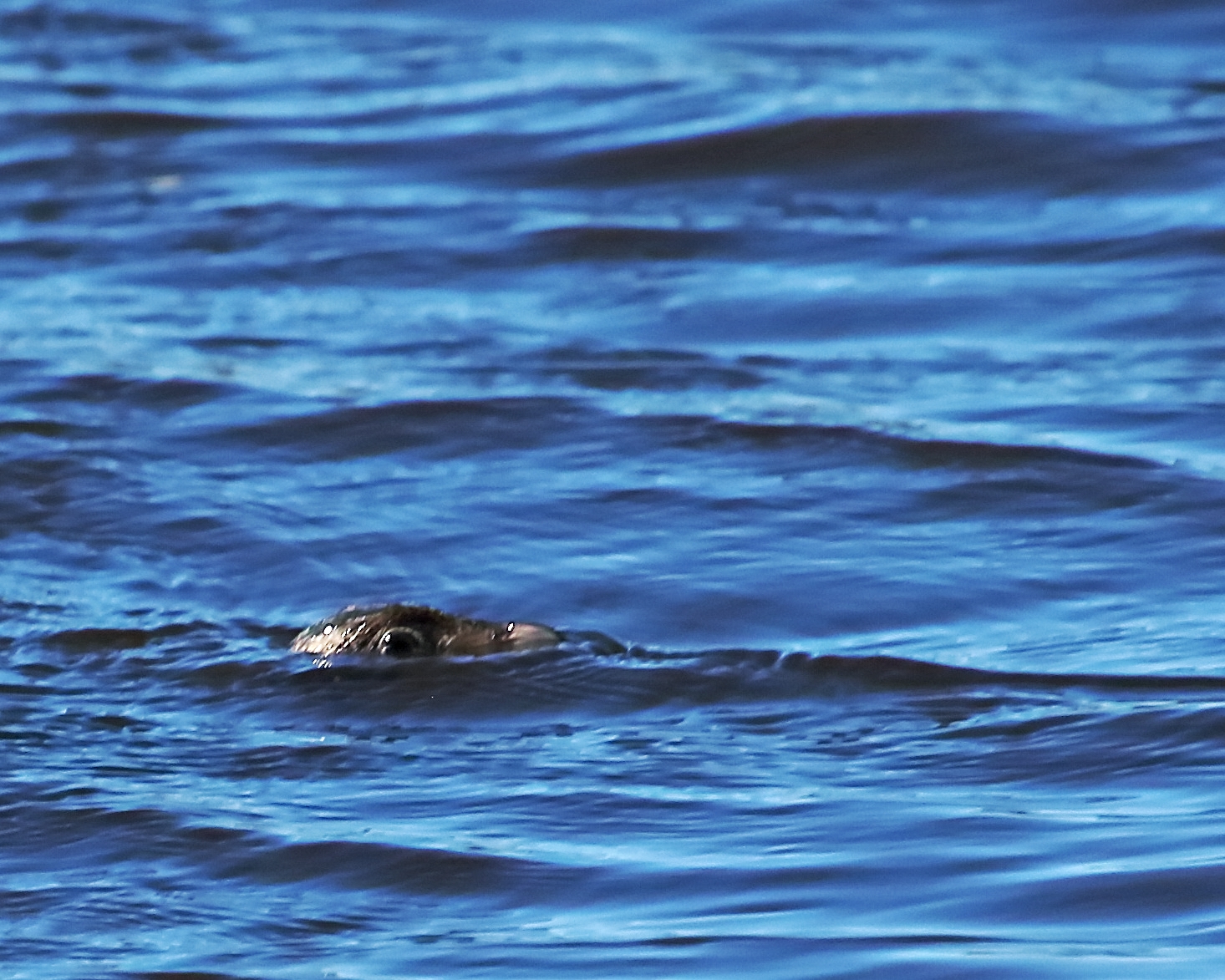 Up Periscope…the Grebe pokes only its head up to see if I am still around...