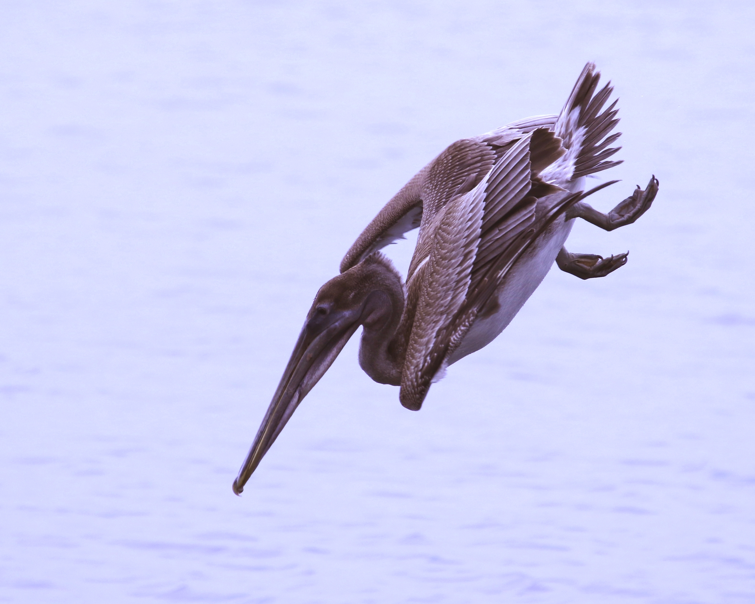 Brown Pelican demonstrates its own aerobatic prowess at the Ringling Brothers mansion.