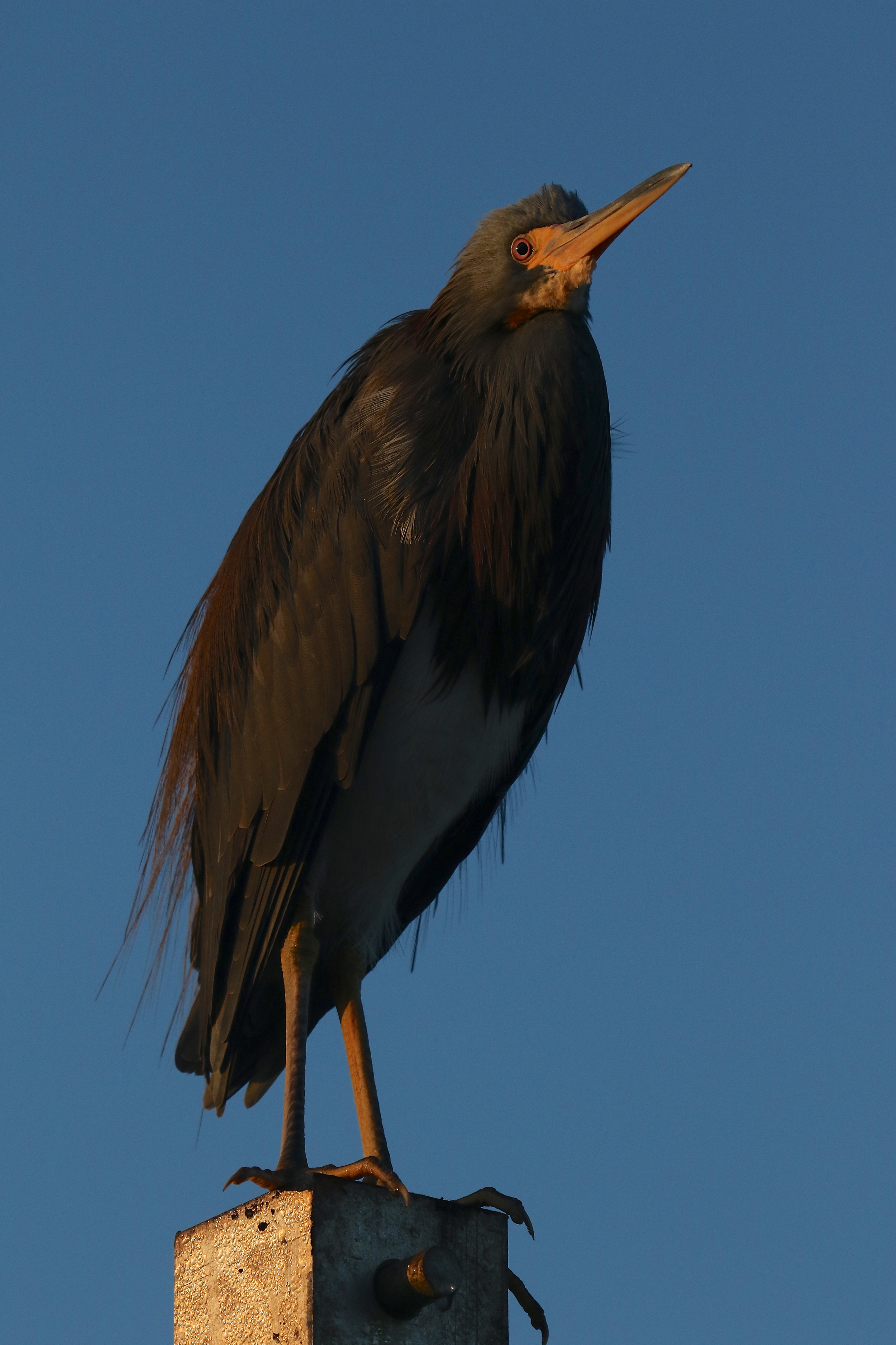 The Tricolored Heron has been up waiting and watching long before dawn ..it hops down onto the floating dock as I approach..