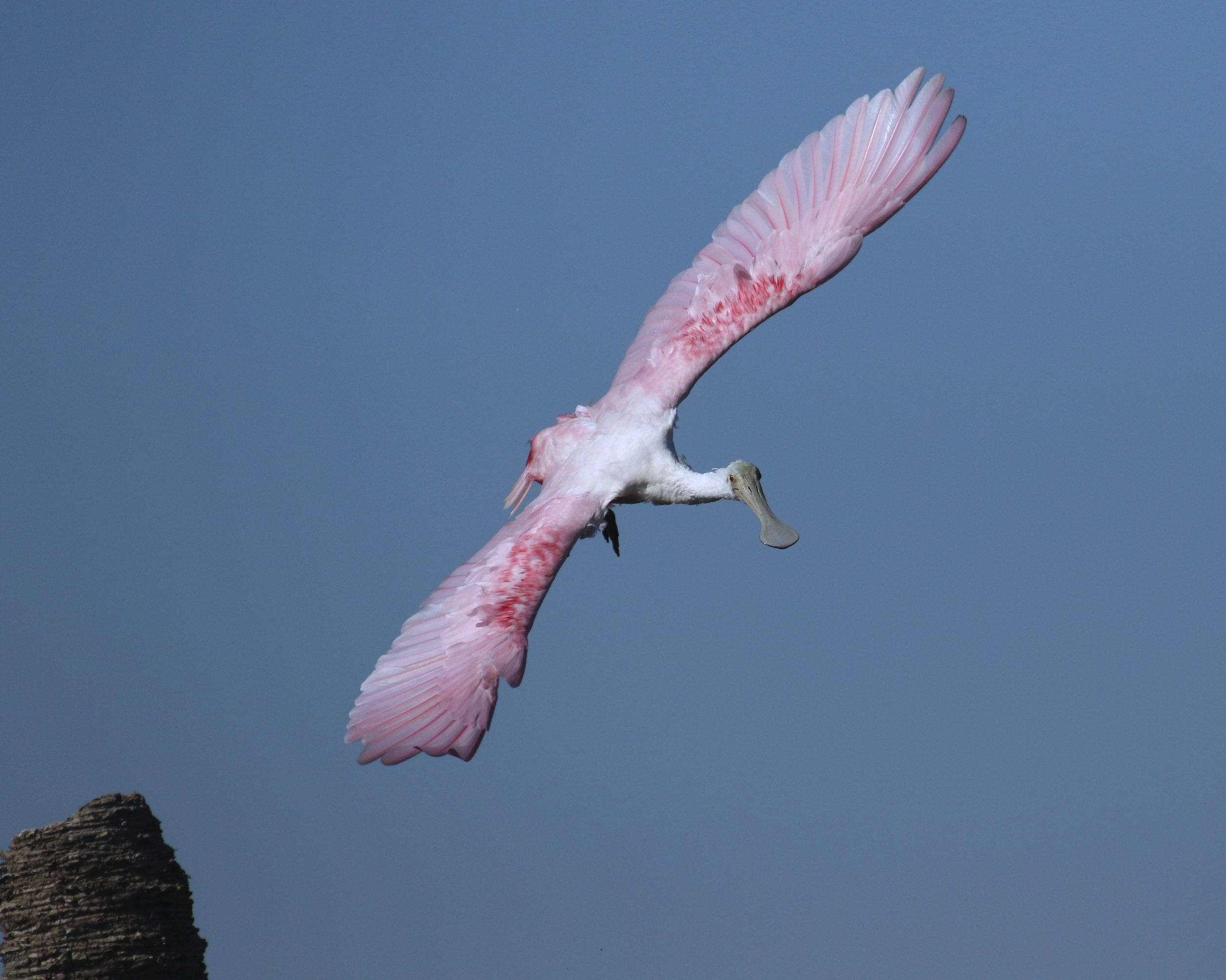 Spreading those graceful pink wings...