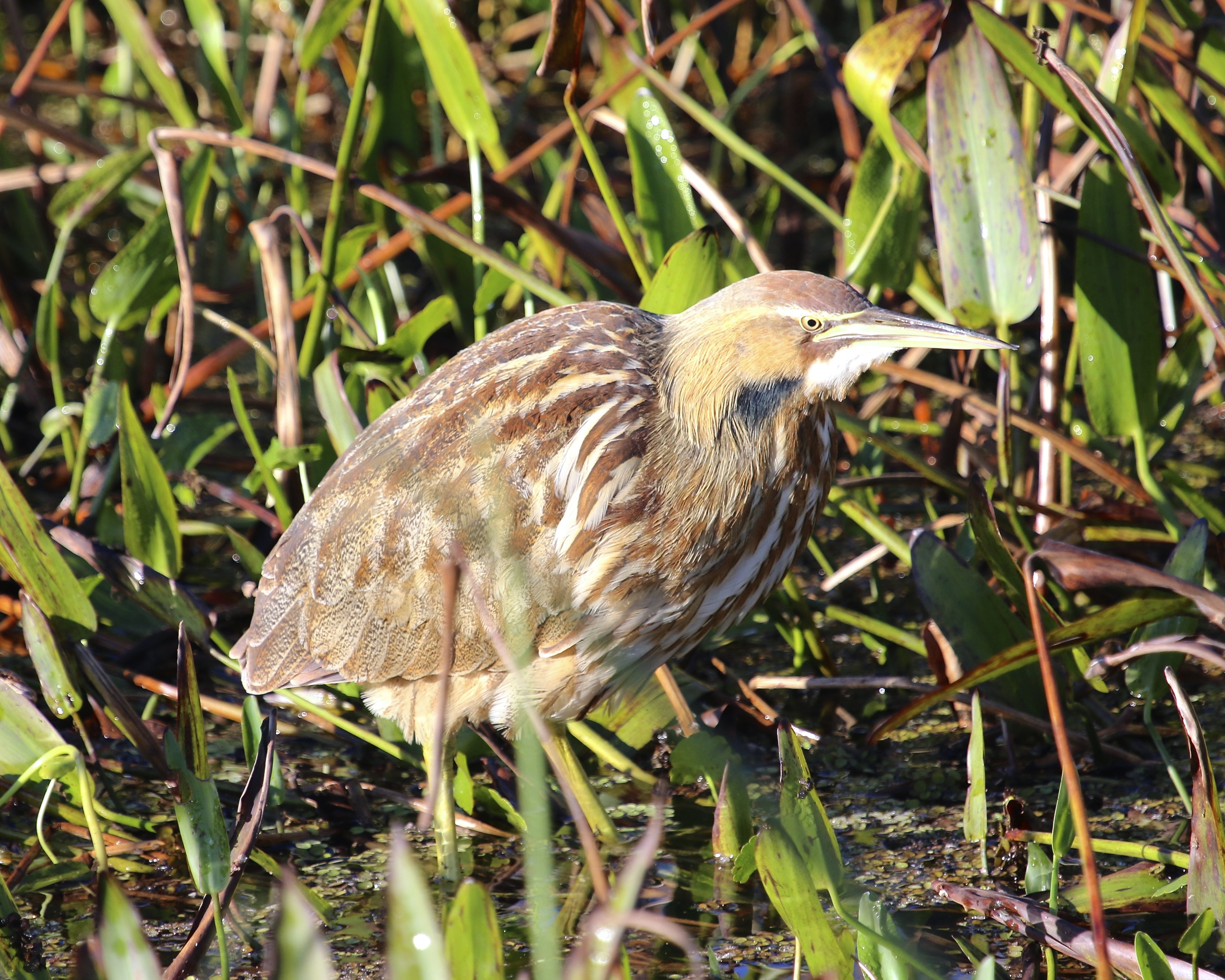 An American Bittern poses for the photographers in the bright morning sun.