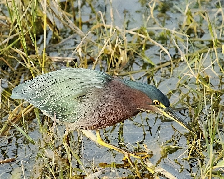 Little Green Heron before visit to Janet the hairdresser!