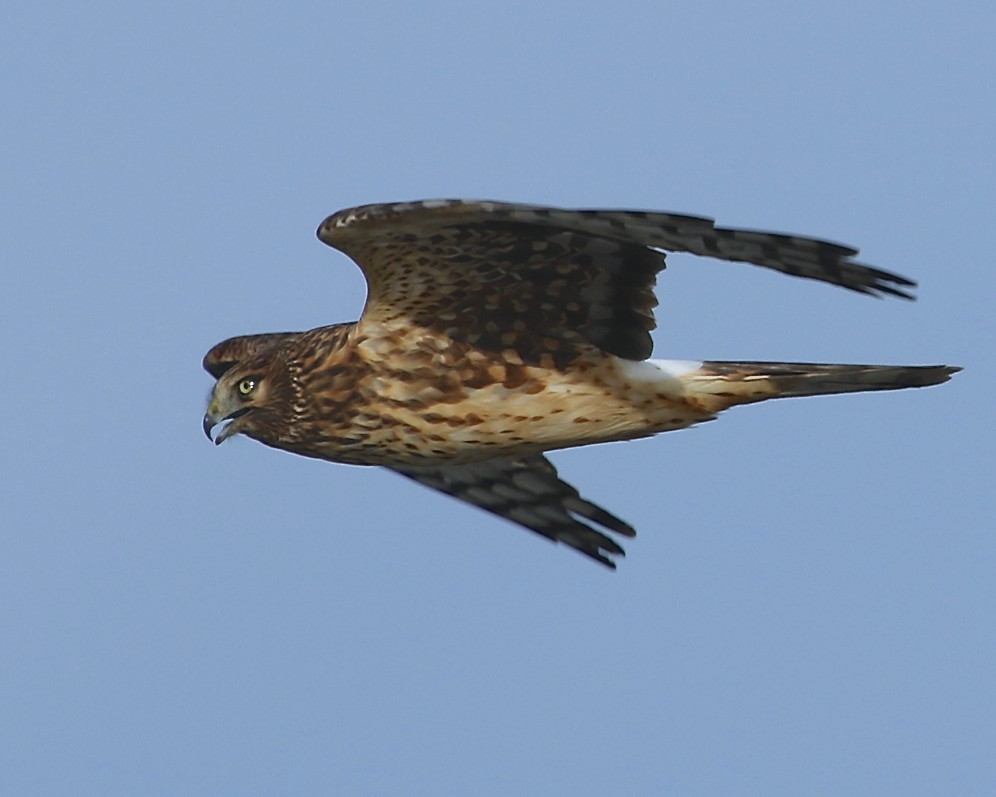 Northern Harrier female surveys the marsh wetlands for opportunity.