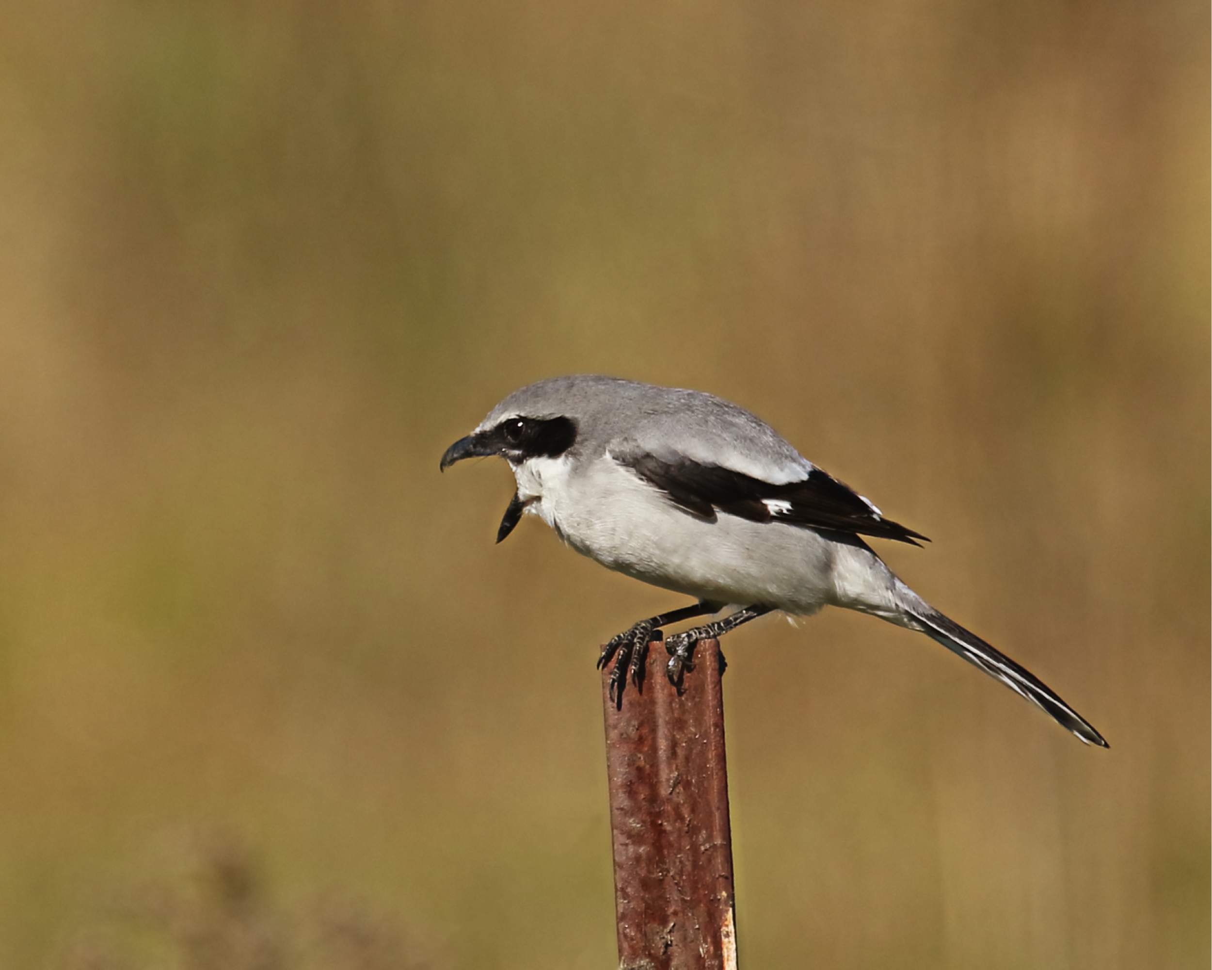 Loggerhead Shrike protests my arrival. 