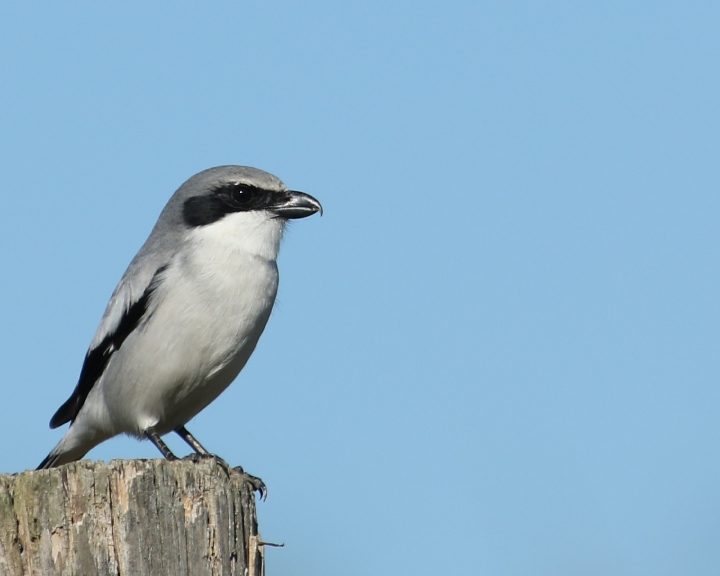 Loggerhead Shrike looking for lunch..hopefully I am too big to bother with..