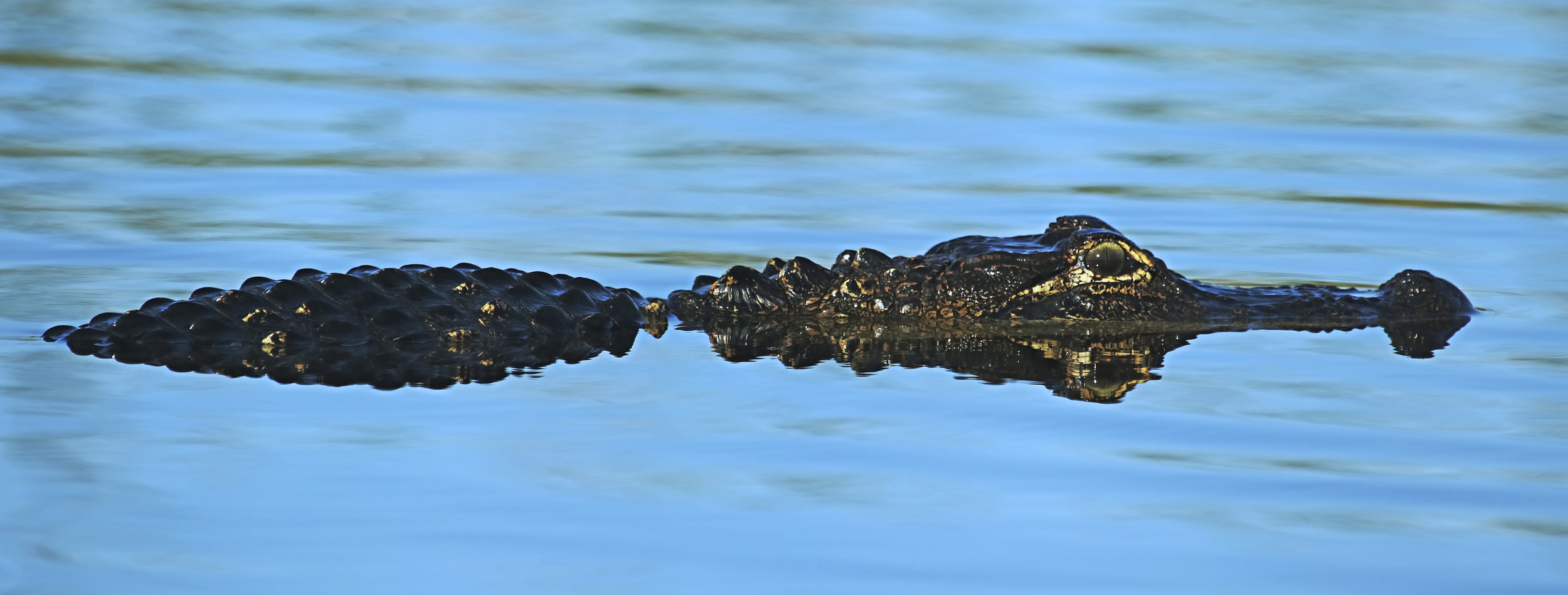 The alligator waits and watches!