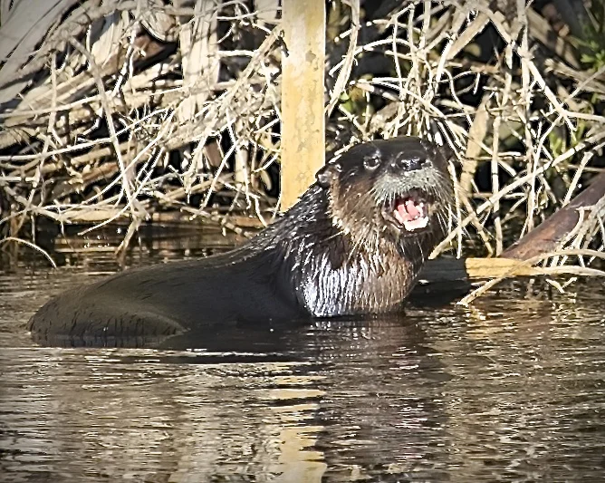 A river otters flashes a toothy grin as it pauses for a photo op.