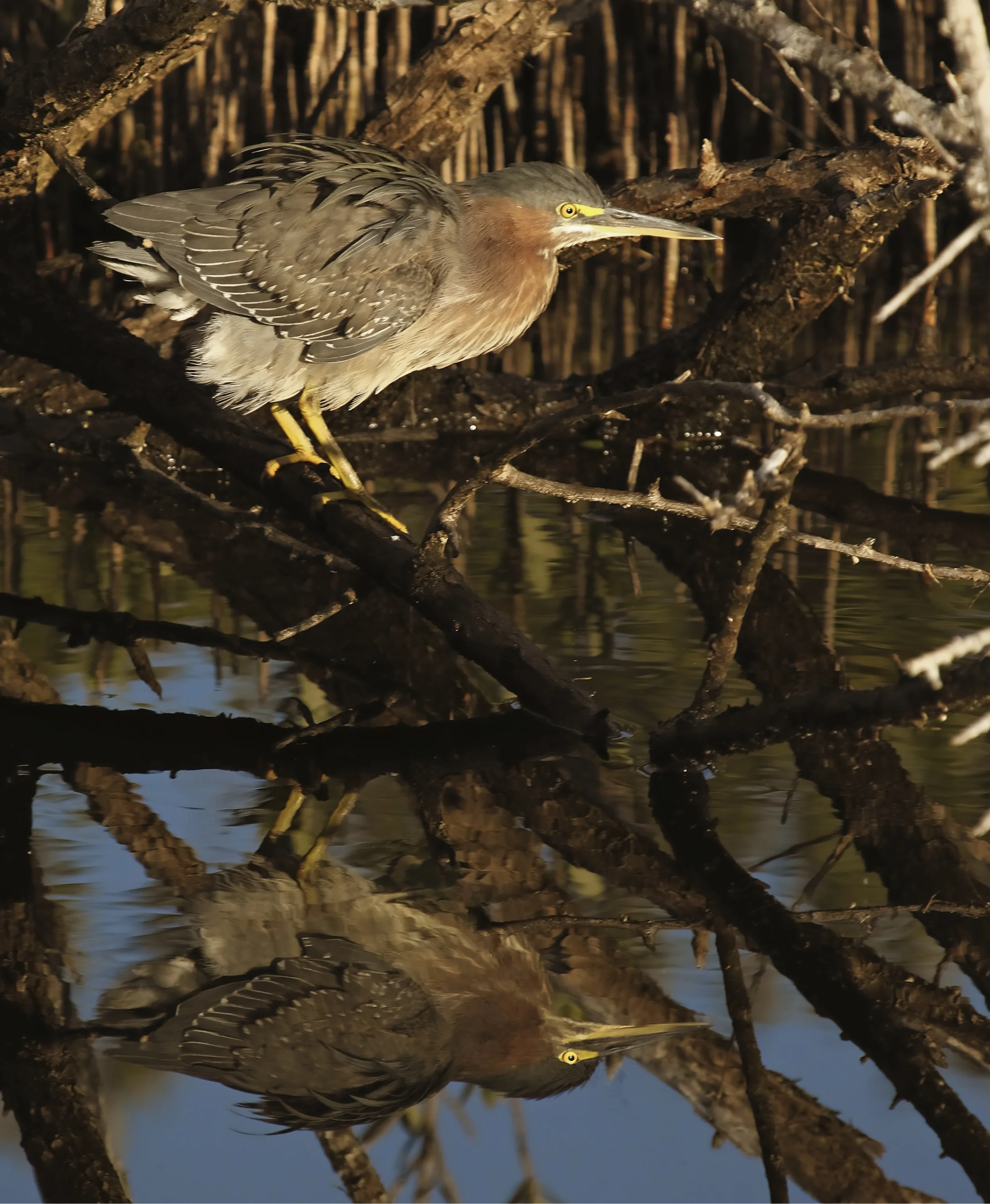 A Little Green Heron reflects in the morning light.