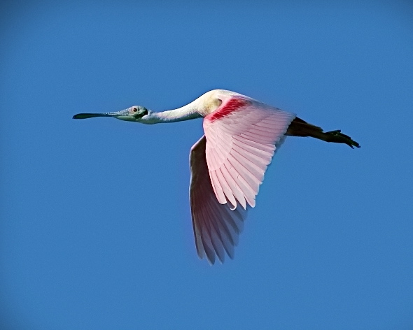 Roseate Spoonbill fly by..