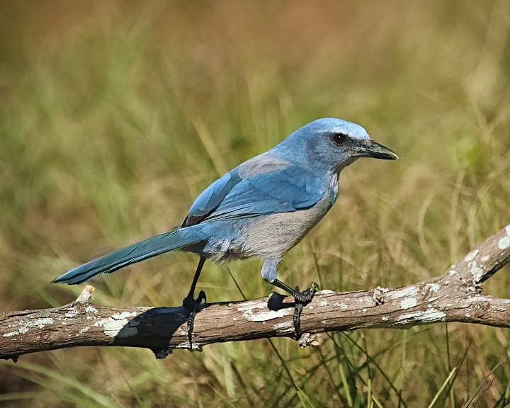 My first Florida Scrub-Jay…it hops down on the perch Jack set up and spots an acorn..
