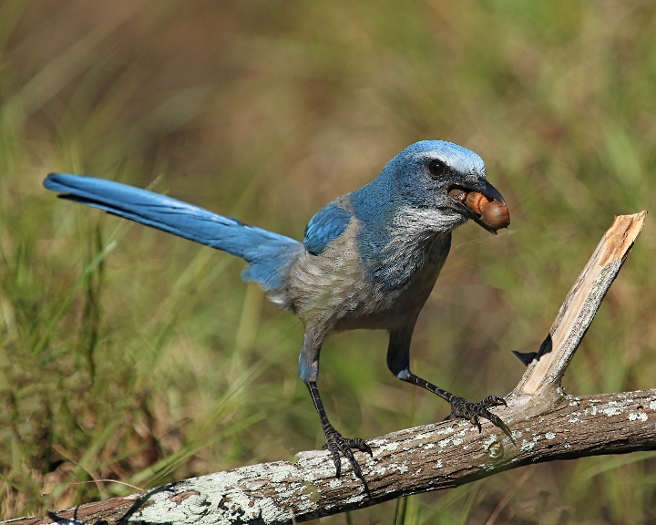 Mine Mine Mine….how many acorns can a Scrub-Jay hold?