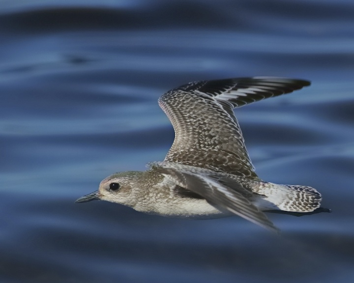 Black Bellied Plover in non breeding colors on a low flight profile..