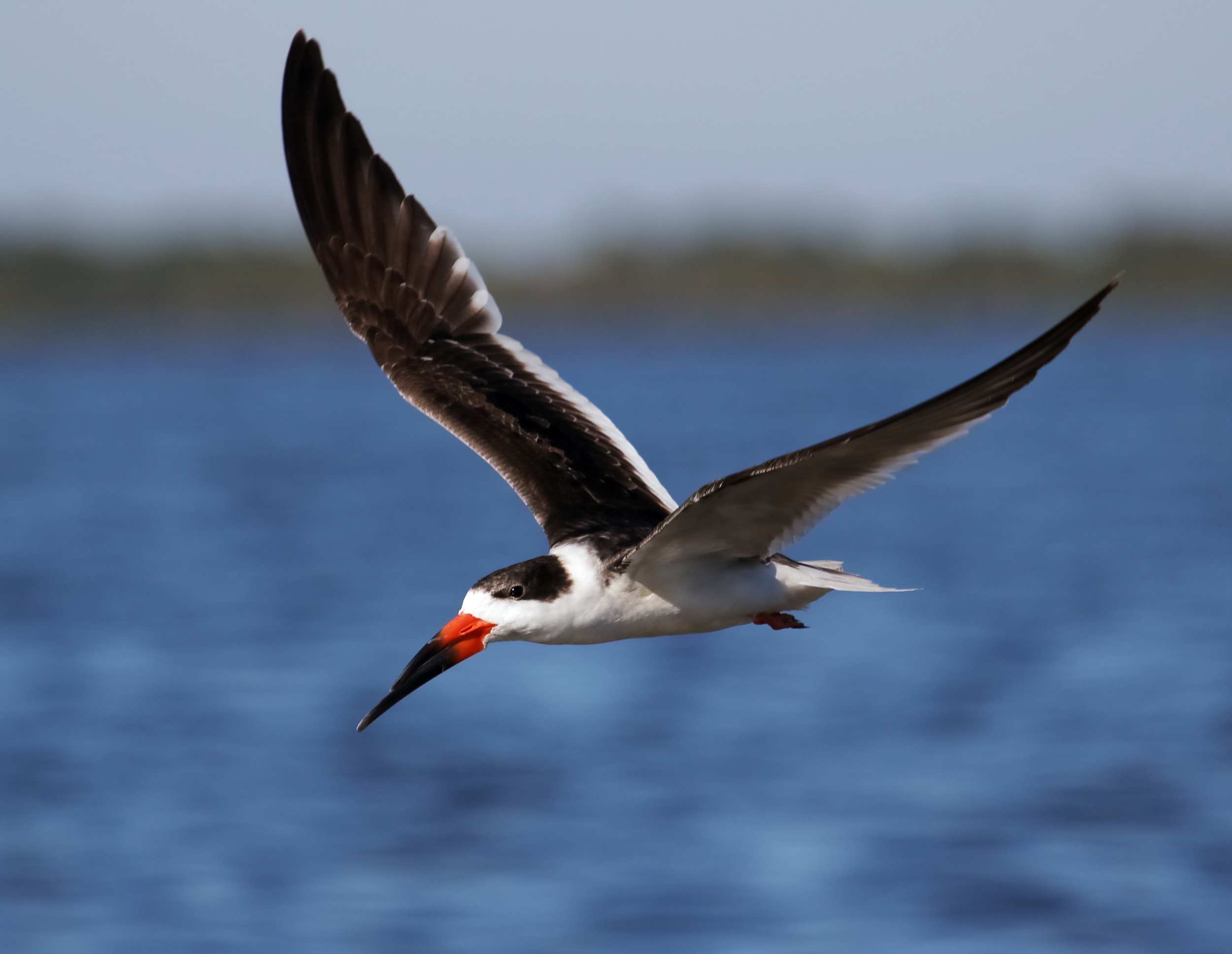 Black skimmer fly by..