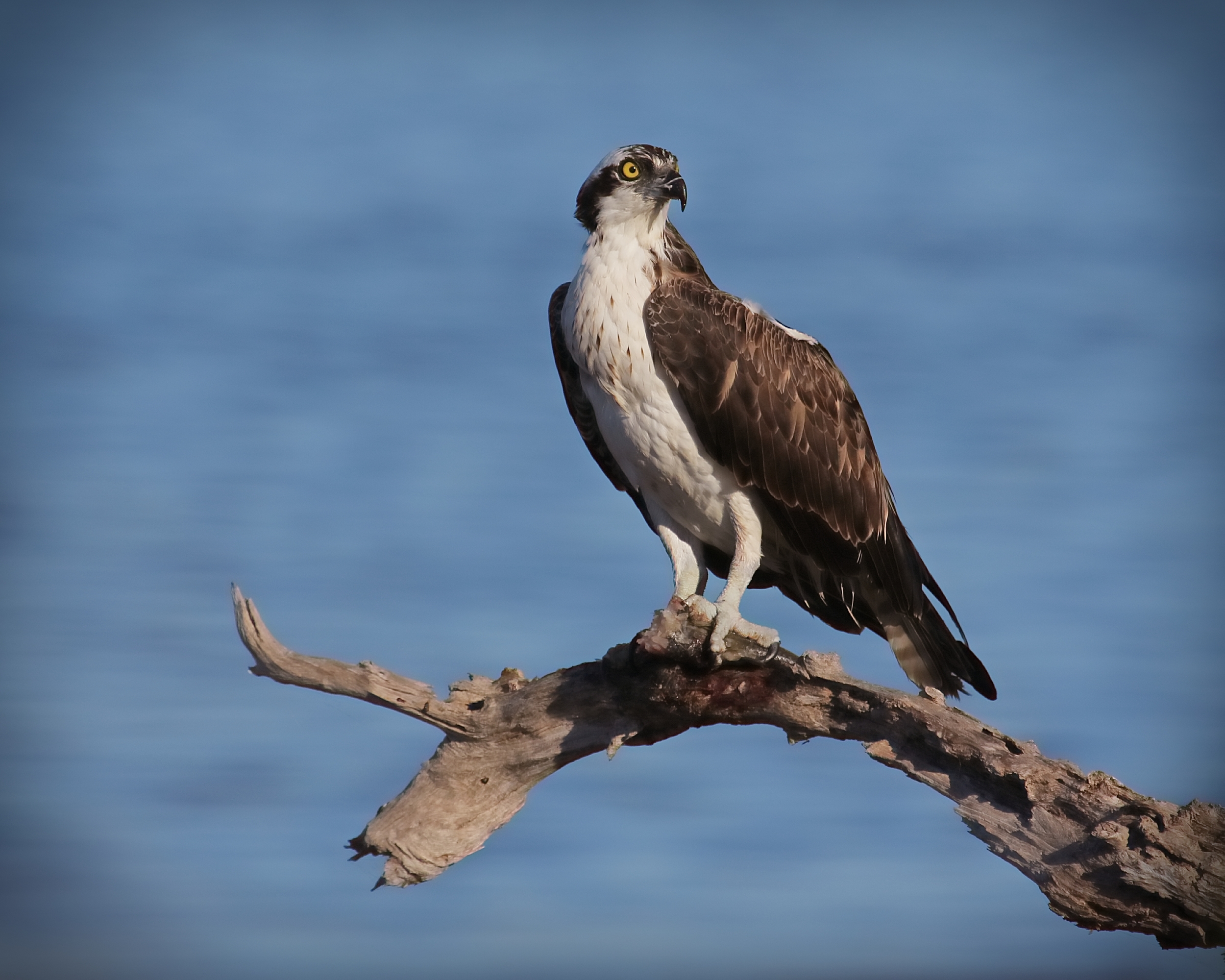 Osprey with fish snack on a limb..