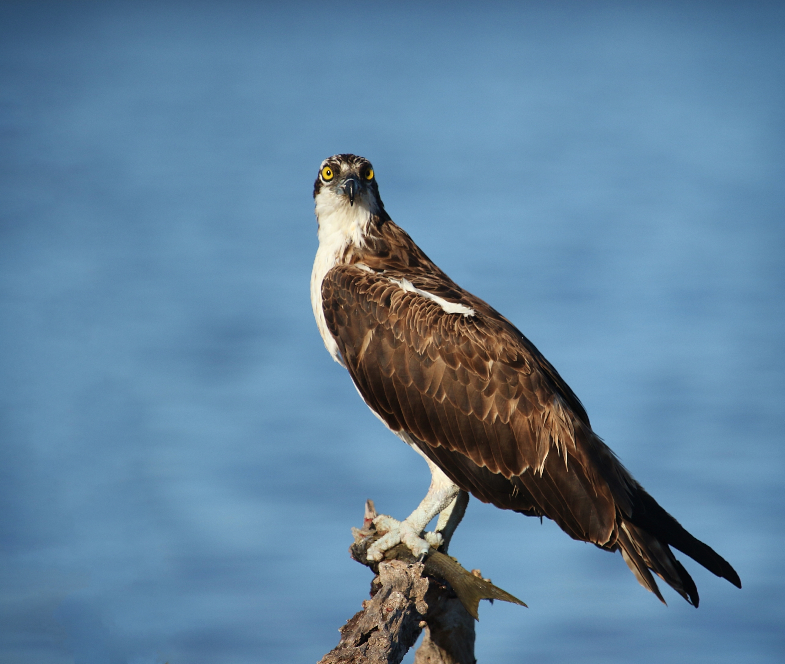 Can't a bird have lunch without all you doohickey folks looking at us?