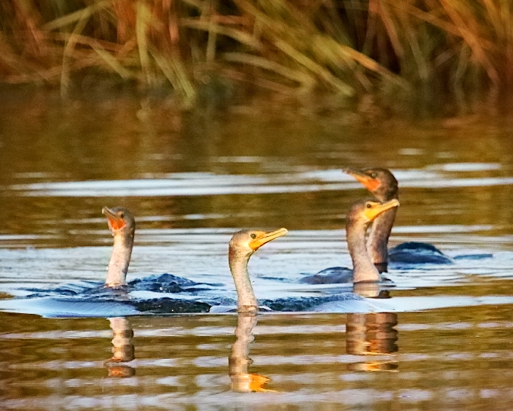 Snake like bird necks appear in the channel as about a half dozen double-crested cormorants commence their morning feeding on the Broward