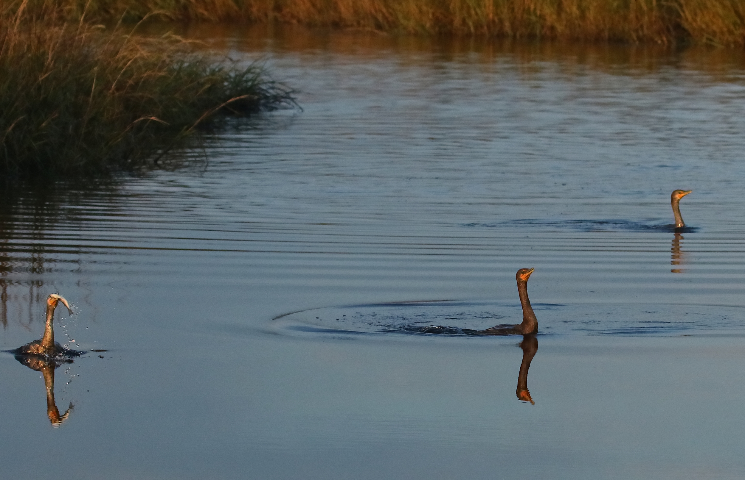 Cormorants spend half their time fishing…like the fortunate one on the left…and