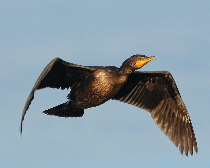 Someday like this cormorant…I'll fly away