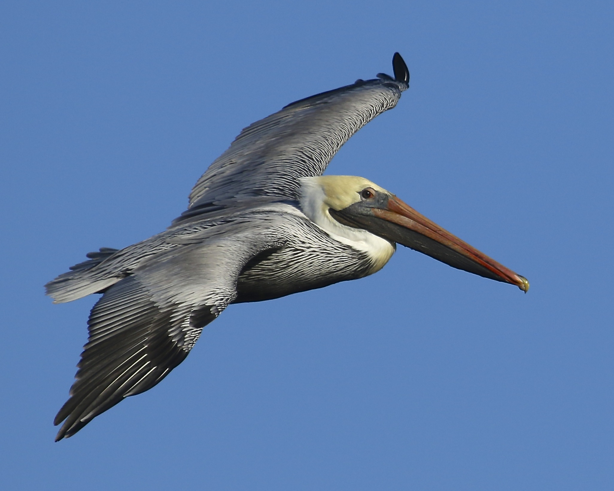Brown Pelican