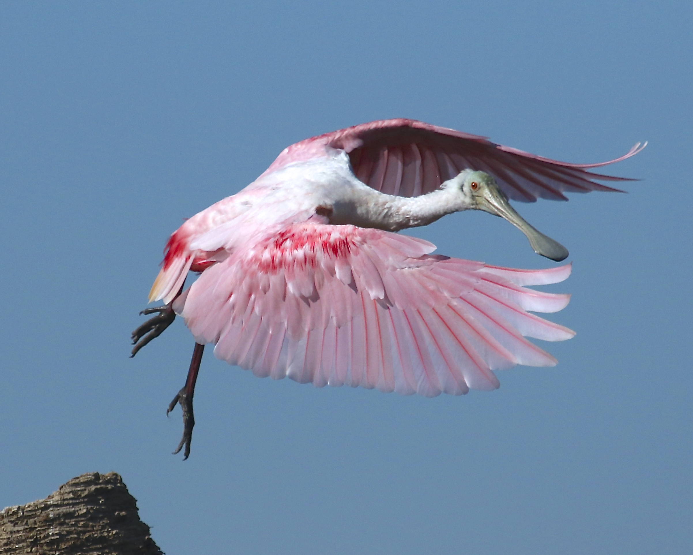 Roseate Spoonbill