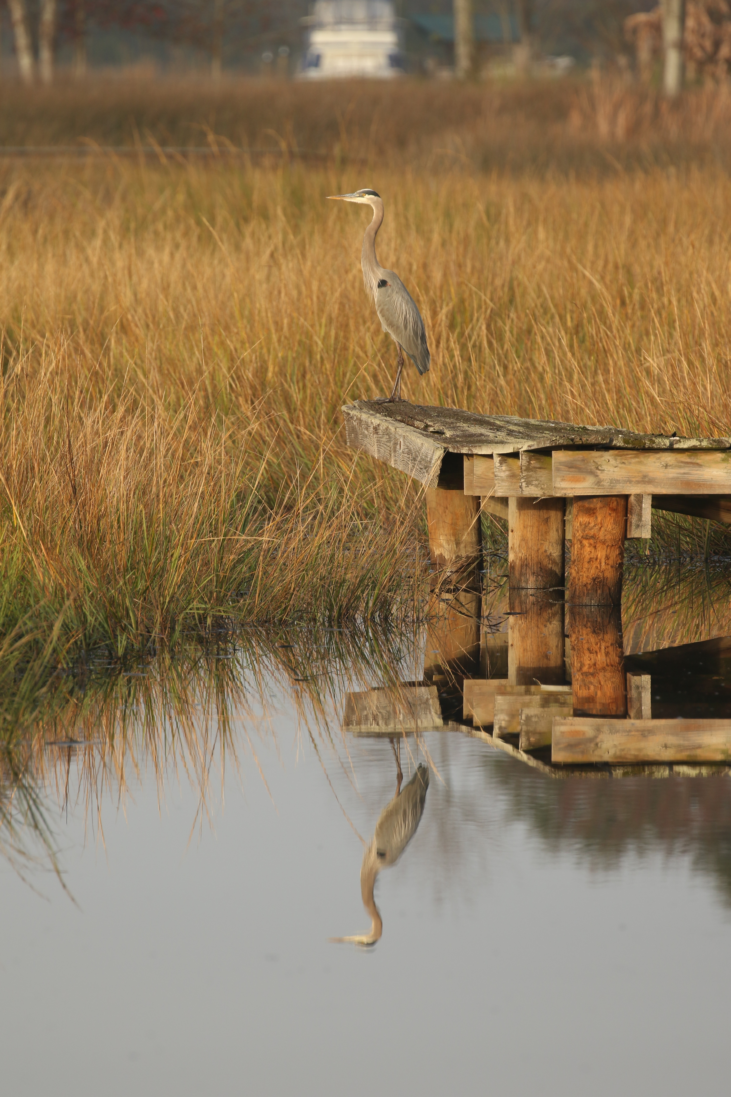 Old Man River the Great Blue Heron assumes his timeless vigil. I have this same photo now for three years running. 