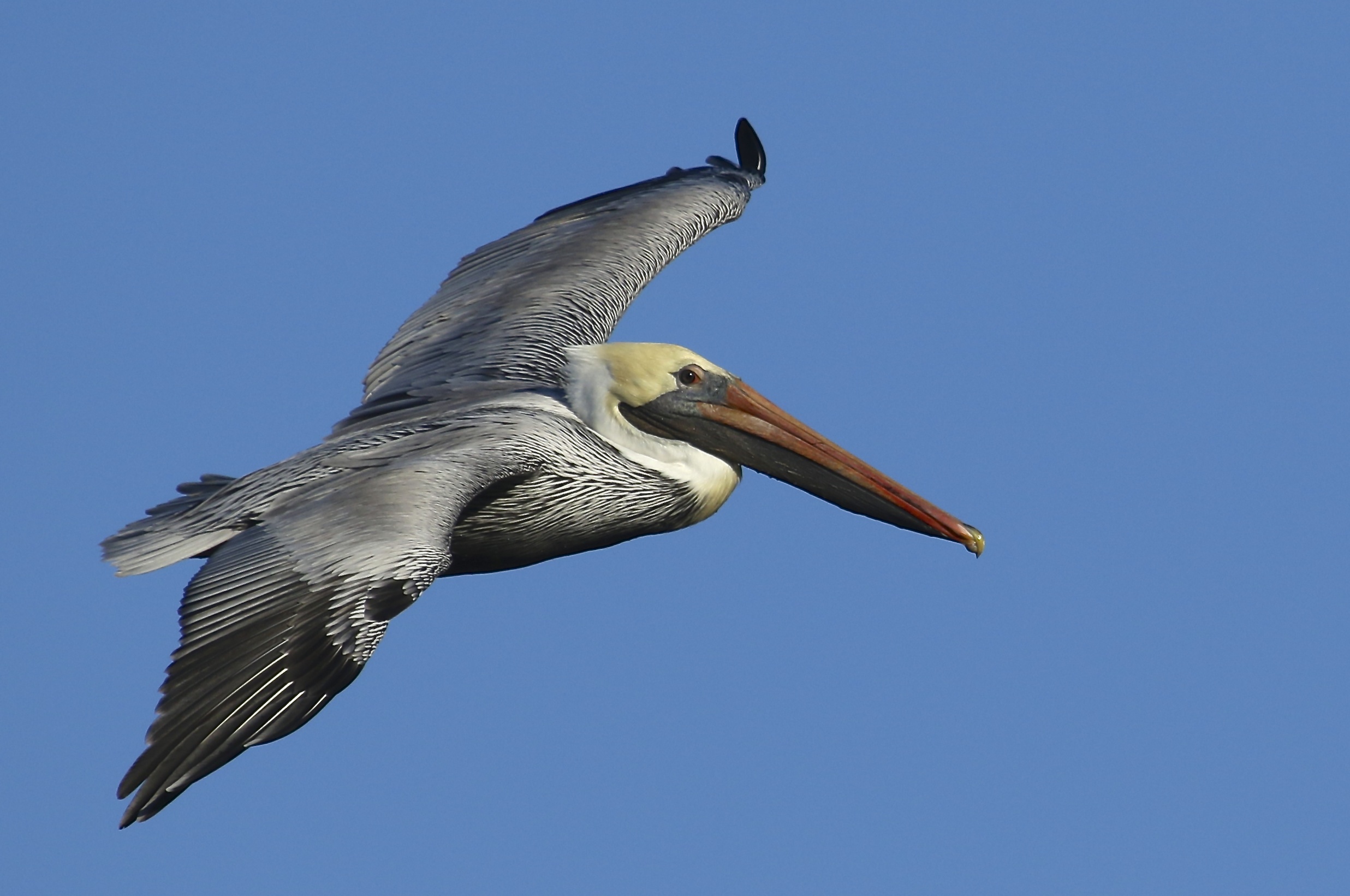 The Brown Pelican has returned to the Broward, soon I hope to ride with Tommy the Crab fisherman for some close up opportunities.