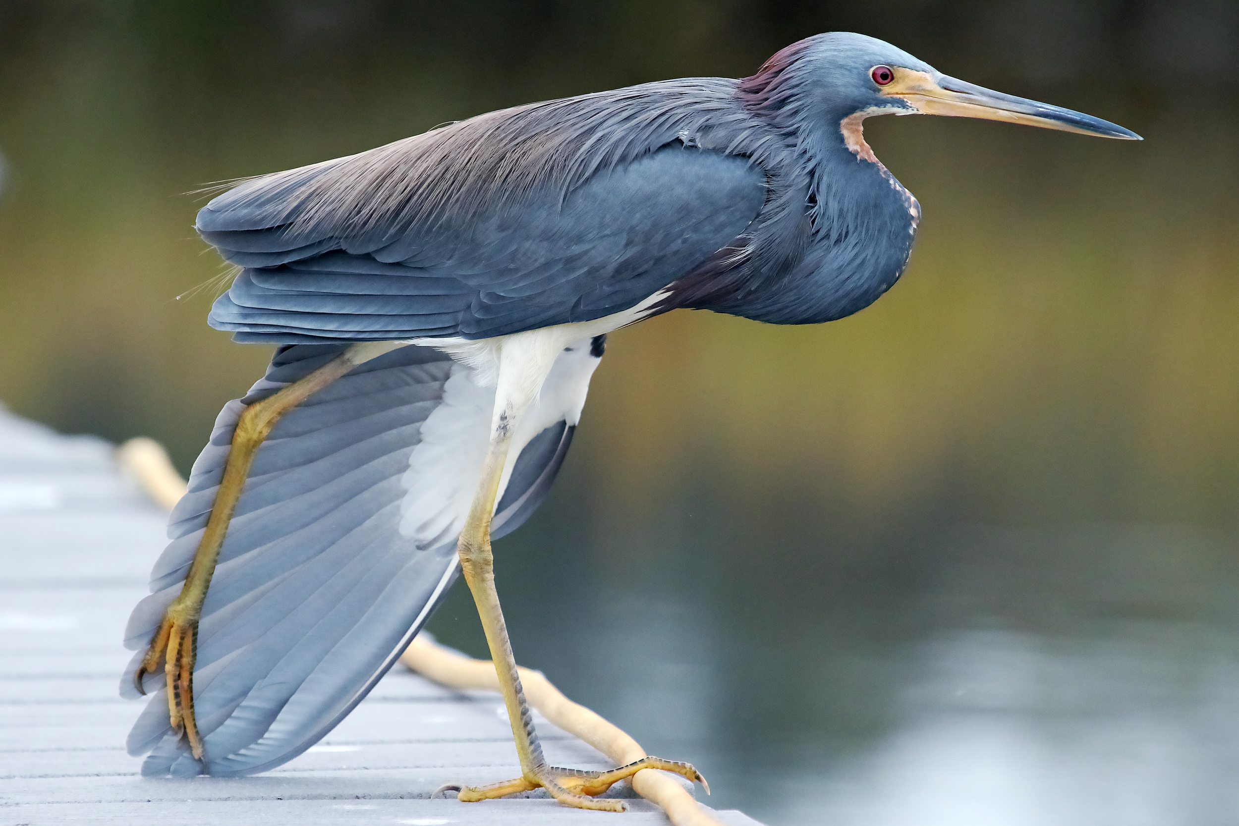 My "Little Buddy" the Tricolored Heron has not been seen since the last week of December.