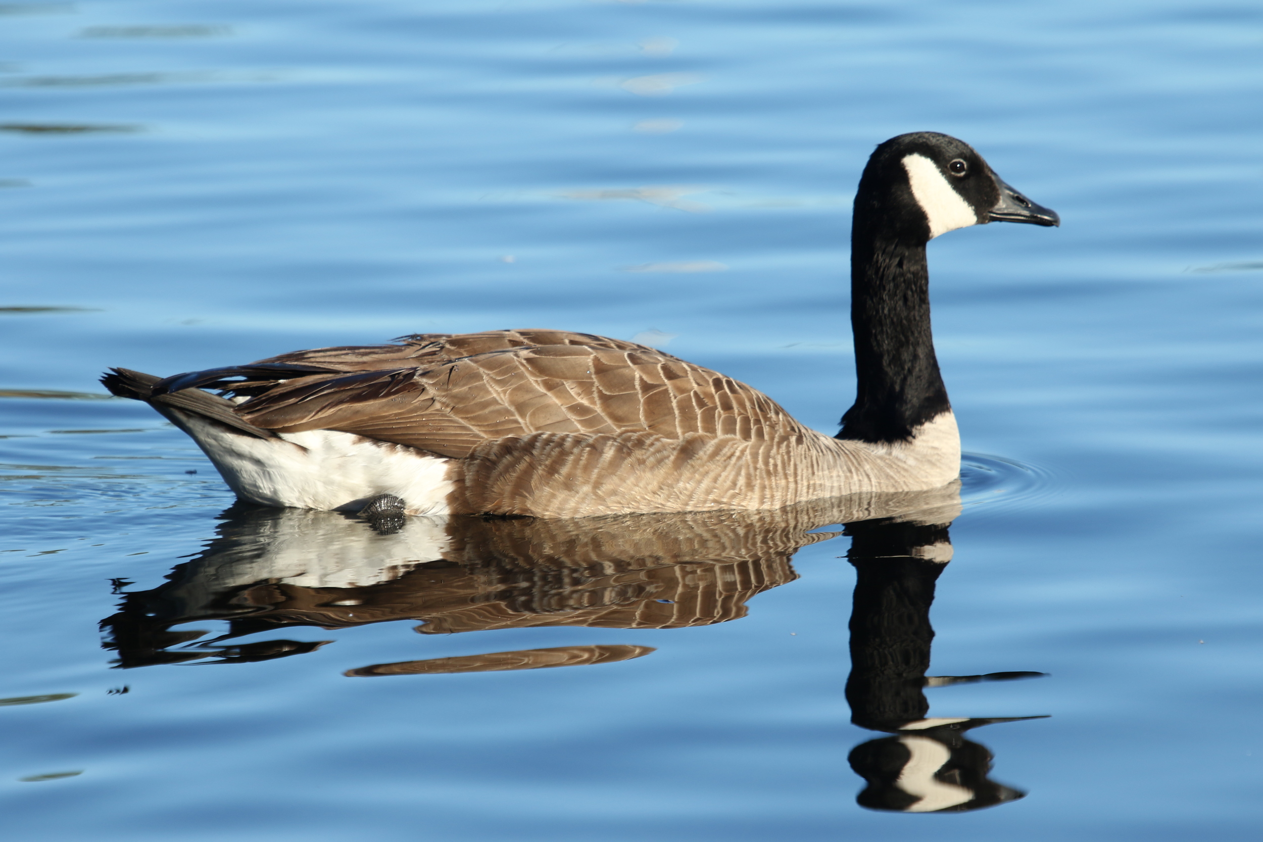 Conservation efforts soon my hinder photographers opportunities on Goose Pond. Have to keep those Humans under control it seems.