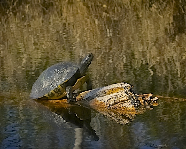 No one here in the swamp but us turtles..