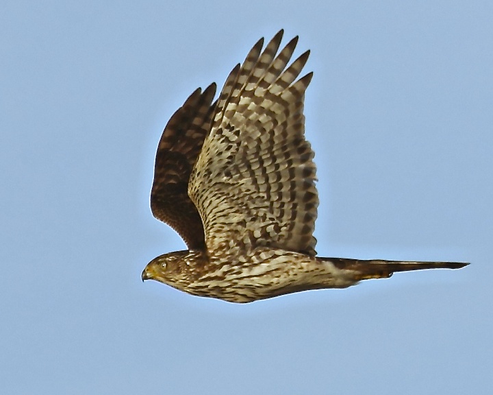 My first confirmed Coopers Hawk fly by.