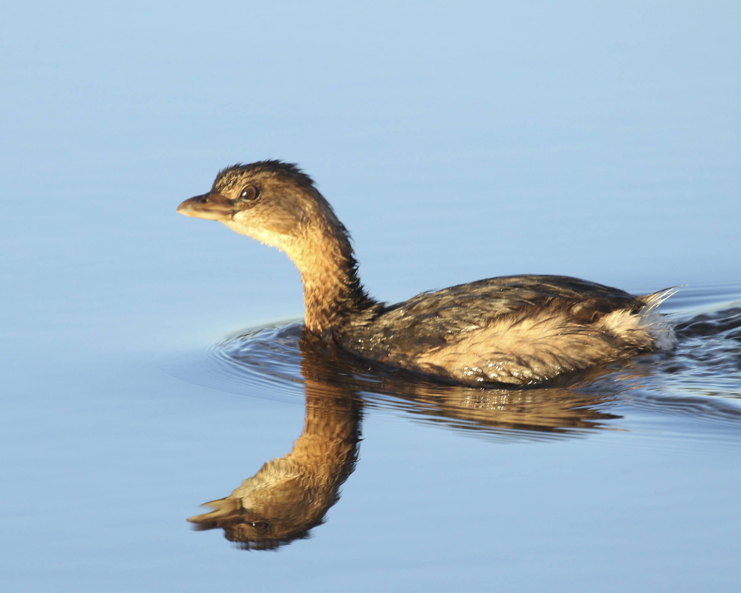 Pied-billed Grebe keeps an eye on my while I press the doohickey