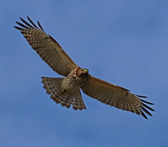 Red Shouldered Hawk searches the trees.
