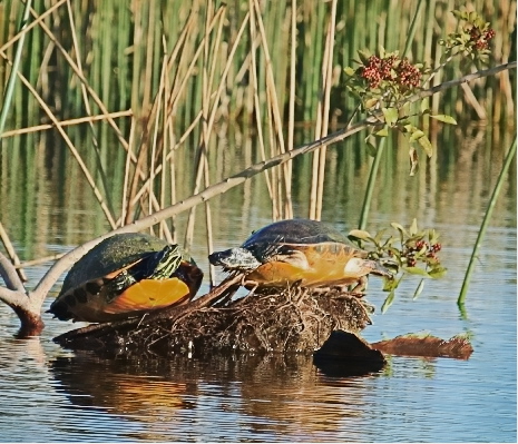 Don't leave your feet in the water,,there are gators out there remember!