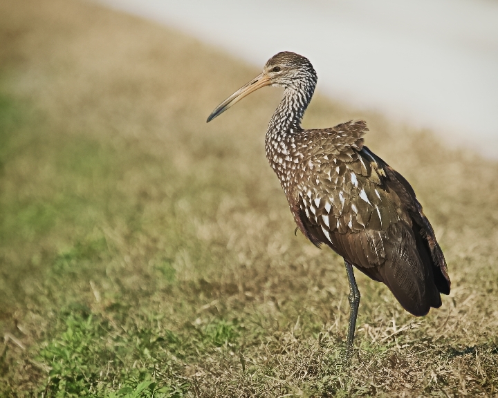 A Limpkin enjoys the afternoon sunshine.