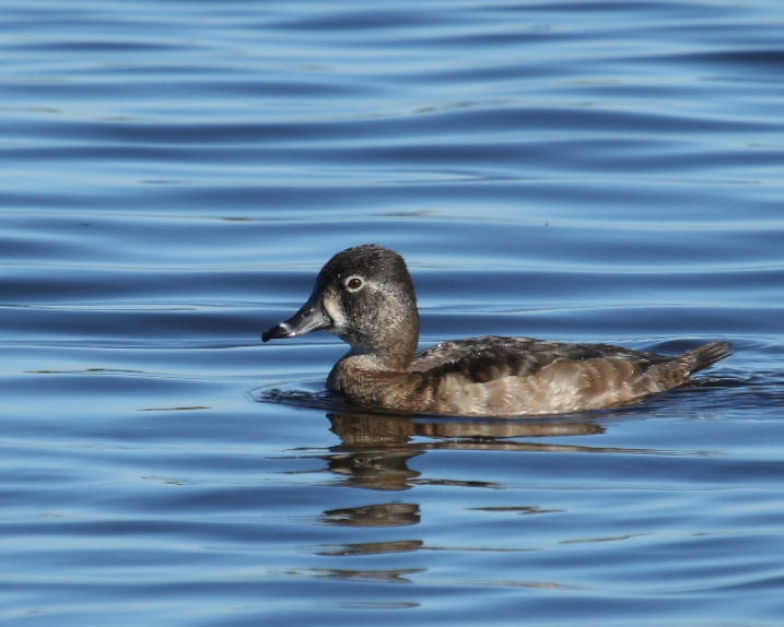 Ring-necked Duck female