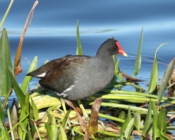 The most widely distributed member of the rail family, the Common Gallinule inhabits marshes and ponds from Canada to Chile, from northern Europe to southern Africa, and across Asia to the Pacific.